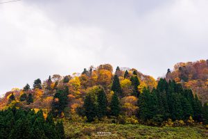 紅葉の宇奈月スノーパーク